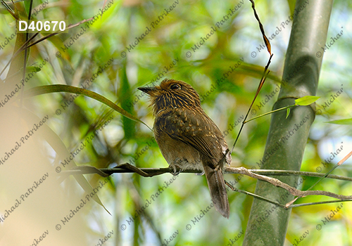 Crescent-chested Puffbird (Malacoptila striata)